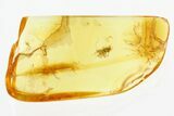 Rare Fossil Spiny Aphid (Palaeosiphon) In Baltic Amber #300723-1